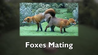 Foxes Mating [upl. by Pournaras]