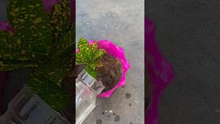 How to propagation croton in water from soil subscribe plants shortsfeed short [upl. by Gnuhn]