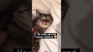 He woke up and choose violence shorts viral shortsfeed [upl. by Elgar]