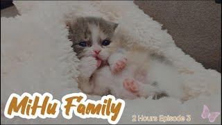 Cats Diary 2 hours ver quotEpisode 3quot ｜Daily Records Chill Music Background Work Cat Videos Cat [upl. by Gibe]