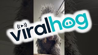 Sal The Porcupine Loves Bananas  ViralHog [upl. by Eusassilem]