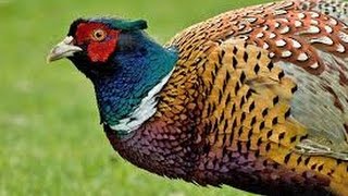 Pheasants From chicks to adult pheasants with Freedoms Garden [upl. by Yajiv]