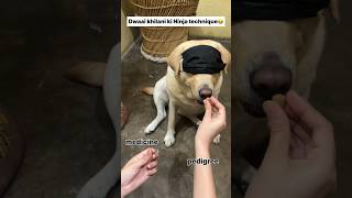 Ninja technique 😂  labra rubi  youtubeshorts shorts labrador dog funny viralsongs memes [upl. by Eisinger]