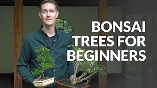 Bonsai trees for Beginners [upl. by Nyltiak]