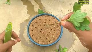 guldaudi ki cutting kaise lagaye how to grow guldaudi from cutting [upl. by Nick]