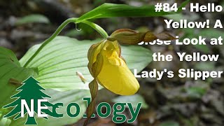 NEcology 84  Hello Yellow A Close Look at the Yellow Ladys Slipper [upl. by Ordway698]