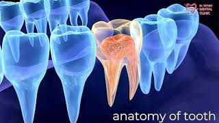 Dental Anatomy [upl. by Siblee]