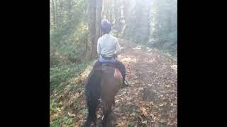 Trail ride Mistyacresravensdalewaweeblycom horsebackriding horse [upl. by Daphne]