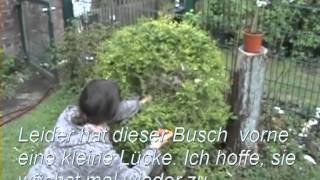 Formschnitt Buchsbaum oder einen Busch zu einer Kugel schneiden [upl. by Aggy545]