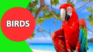 Birds for Kids  Birds Vocabulary for Children to Learn about Birds  English Vocabulary  Part 2 [upl. by Bywaters]