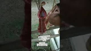 ngasih makan kantong semar  nepenthes N Globosa x rafflesiana boschiana adrianii x clipeata [upl. by Kcirde209]