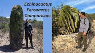 How to Comparisons Ferocactus and Echinocactus Part One [upl. by Stav]