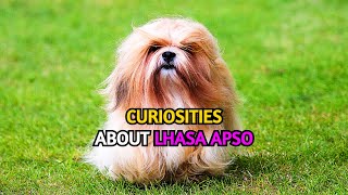 Curiosities about the Lhasa Apso breed [upl. by Cattan558]