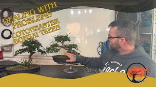 Dealing With Problems On Cotoneaster Bonsai Trees [upl. by Xaviera]