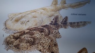 How To Draw a Tasseled Wobbegong Shark [upl. by Marder]