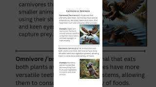 Carnivore vs Omnivore Learn the Difference [upl. by Ydissahc]