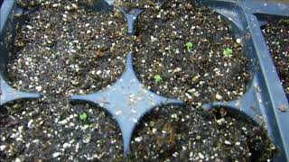 coleus seeds germinated what do coleus seedlings look like [upl. by Aelsel]