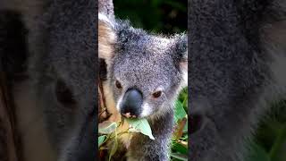 Koalas interesting 10 Facts for Kids Educational Video Australias Beloved Marsupials koalafacts [upl. by Reiche]