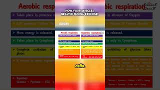 How Your Muscles Breathe During Exercise facts [upl. by Rotciv]