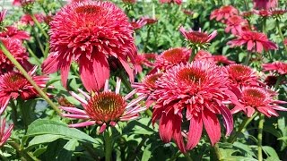 Best Perennials  Echinacea Double Scoop™ Cranberry Coneflower [upl. by Wonacott]