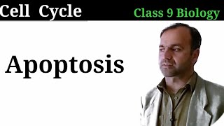 Apoptosis  Natural Cell death  Cell Death  Cell cycle  Cell Division [upl. by Maro]