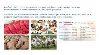 CLASE 21 AEROMONAS HYDROPHILA Y ARCOBACTER SPP [upl. by Arreyt]