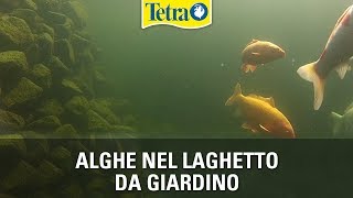 Alghe nel laghetto da giardino  combattere e prevenire la crescita di alghe con i prodotti Tetra [upl. by Kayle470]