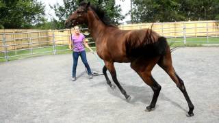 Tara JonesTraining Session Luna learning how to lunge in the cavesson [upl. by Elin]