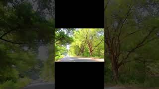 Garividi to vizianagaram nature ☘️🌲🌳  viralvideo nature  ‎AnithasParadise [upl. by Freddy]