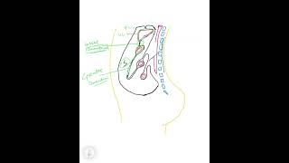 Mesenteries and Omentum in easy way [upl. by Pyszka]