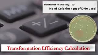 Transformation Efficiency How to calculate Transformation Efficiency of competent cells [upl. by Yenalem576]