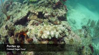 Porites porites  Clubbed Finger Coral [upl. by Kenta321]