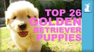 26 Reasons Golden Retriever Puppies Are The Best In 60 Seconds  Puppy Love [upl. by Ycaj]