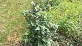 Blackcurrant amp Redcurrant as hedging [upl. by Glynn]