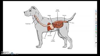 Monogastric Digestive System [upl. by Agatha]