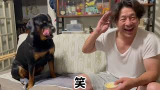 犬用チーズケーキをデカ犬と食べてみた【検証】 [upl. by Nnylimaj373]