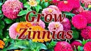 How you should grow SYNGENTA MEGALLAN ZINNIAS from Seeds [upl. by Ophelie]