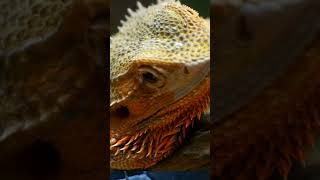 Why Bearded Dragons Make Perfect Pets [upl. by Dygert]