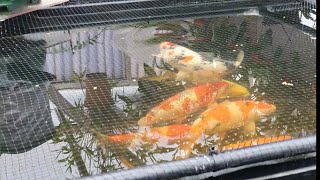 Koi Pond maintenance tipsRapid Clear Flocculant amp is it a 5050 food mix [upl. by Haizek]