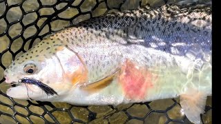 Fish behind submersed rocks [upl. by Arries439]