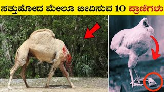 ಸತ್ತುಹೋದ ಮೇಲೂ ಜೀವಿಸುವ 10 ಪ್ರಾಣಿಗಳುAmazing And Interesting Facts About Animals [upl. by Casta]