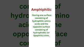 Amphiphilic amphiphilic [upl. by Ynos]