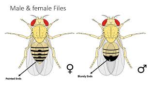 Difference Between Male and Female Drosophila melanogaster [upl. by Euqirdor903]