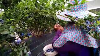 FRESH DARI LADANG  Kerja di Australia  Petik Blueberry [upl. by Garrott]