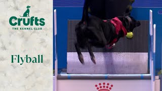 Flyball  YKC Finals  Crufts 2024 [upl. by Salokin853]