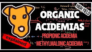 Organic acidemias Mechanism of Methylmalonic and Propionic acidemias for Step 1 [upl. by Shaeffer]