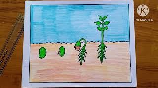 How to draw seed Germination easy drawing for beginners [upl. by Vanda]