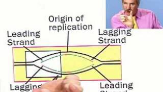 DNA Replication A Summary Part 2 of 2 from Thinkwell Biology [upl. by Viens175]