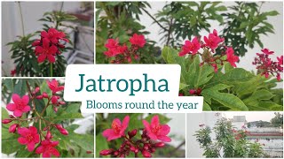 How to Grow and Care Jatropha Plant  Beautiful Red Flowers  Blooms Throughout the Year [upl. by Nwahsauq]