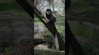 Playful Colobus Monkey in the Wild 🌿🐒  Primate Adventures Nature [upl. by Aierdna]